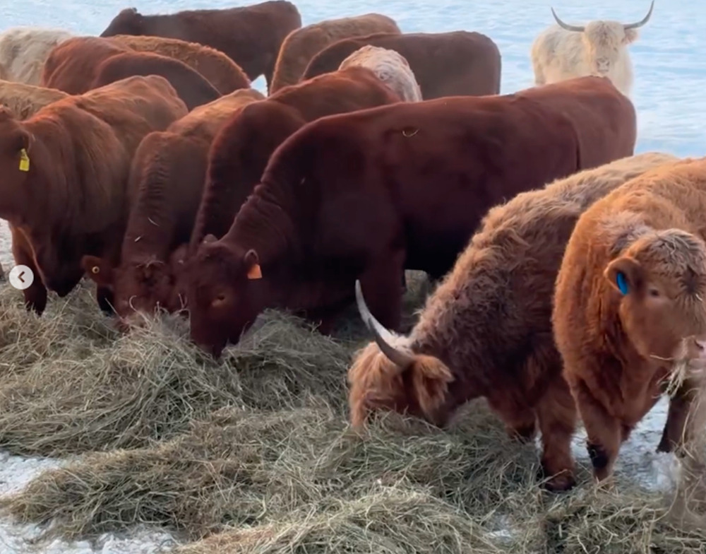 Intercambio Pedro Gaiki (6)