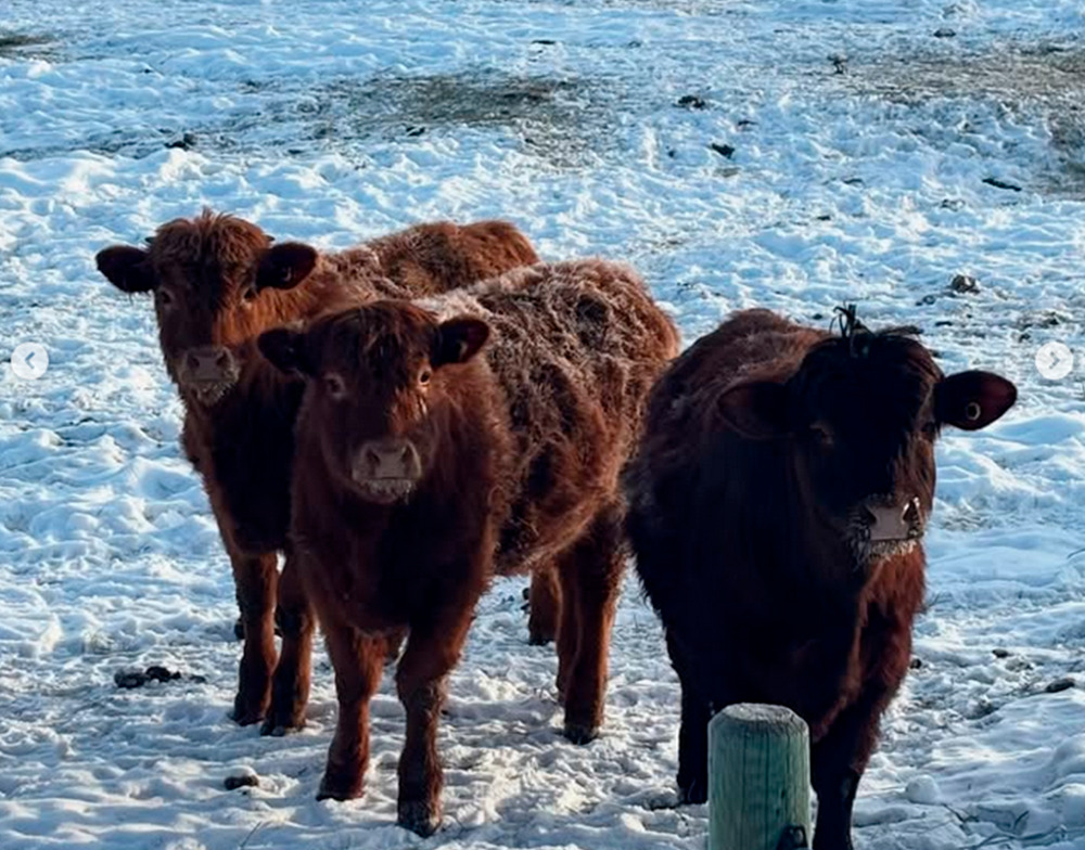 Intercambio Pedro Gaiki (7)