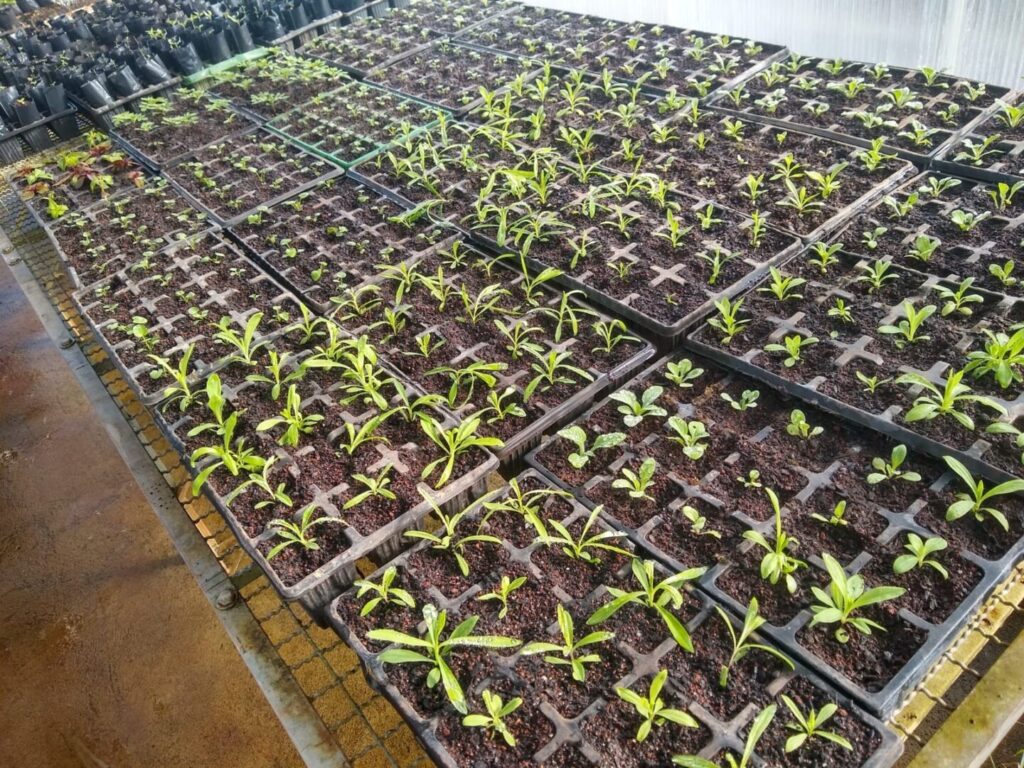 UG Florestais foto 2