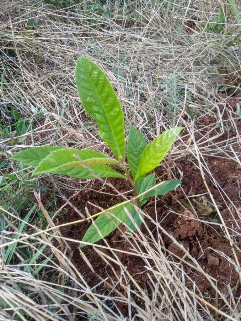 UG Florestais foto 5