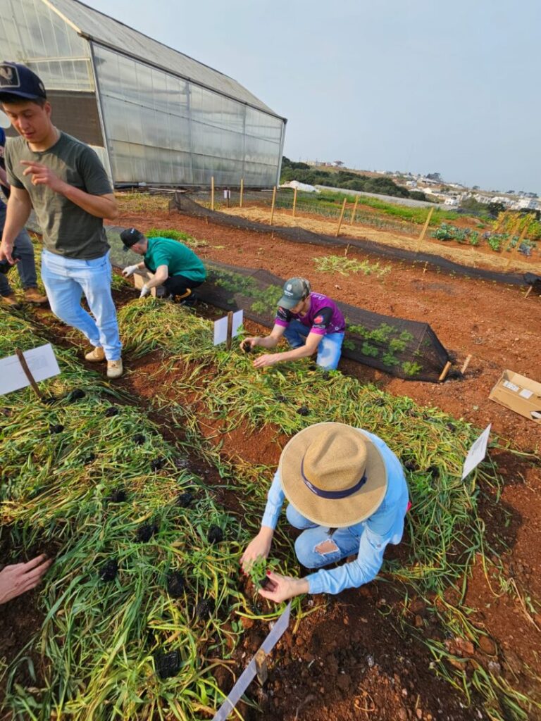 UG hortaliças foto 10