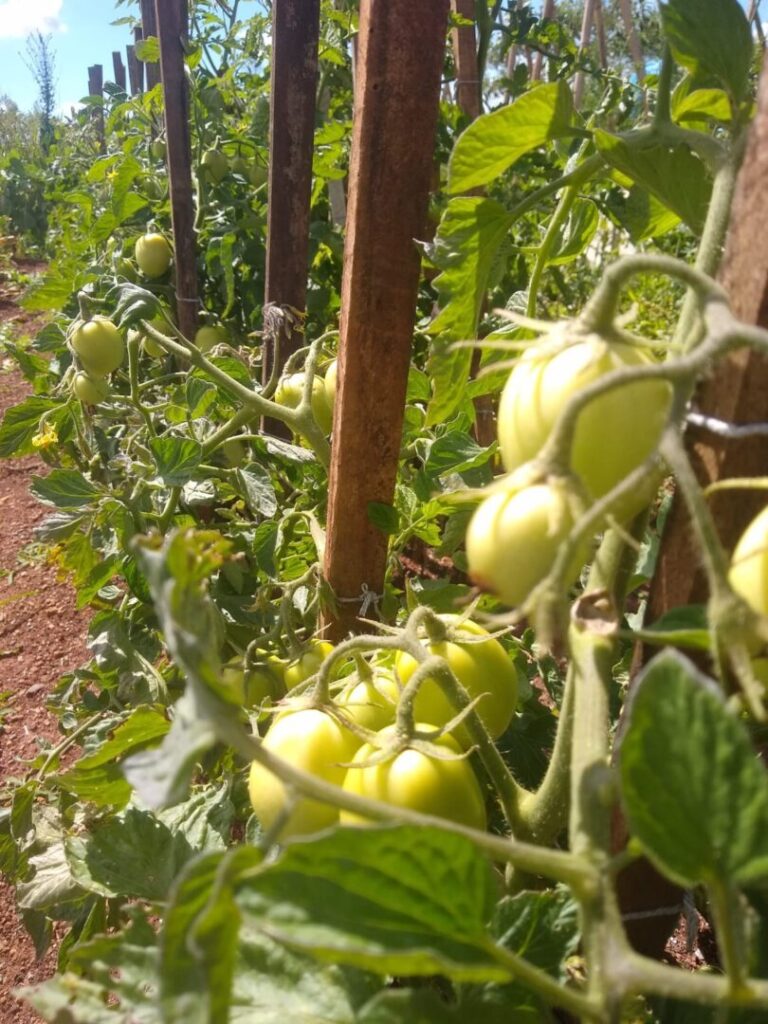 UG hortaliças foto 2