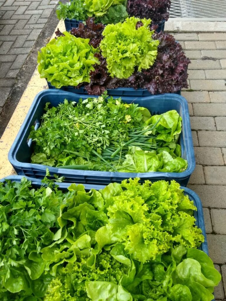 UG hortaliças foto 4