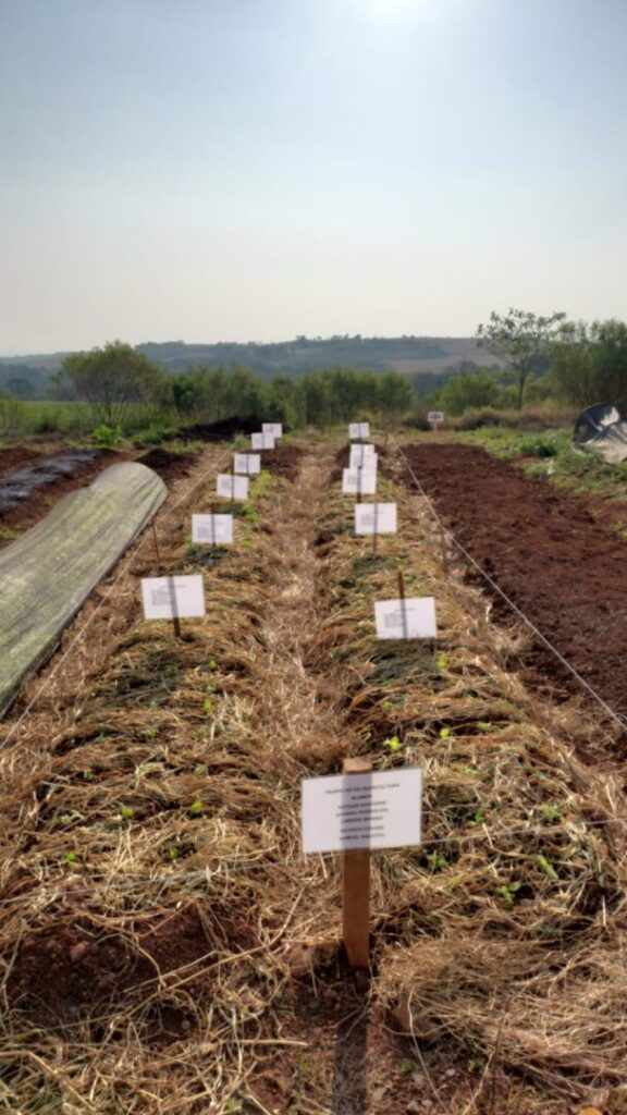 UG hortaliças foto 9